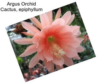 Argus Orchid Cactus, epiphyllum