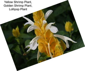 Yellow Shrimp Plant, Golden Shrimp Plant, Lollipop Plant