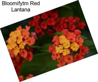 Bloomifytm Red Lantana