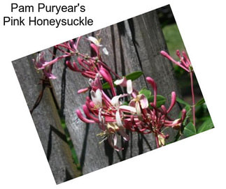 Pam Puryear\'s Pink Honeysuckle