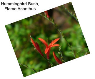 Hummingbird Bush, Flame Acanthus