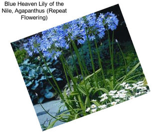 Blue Heaven Lily of the Nile, Agapanthus (Repeat Flowering)