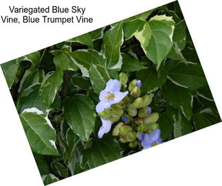 Variegated Blue Sky Vine, Blue Trumpet Vine