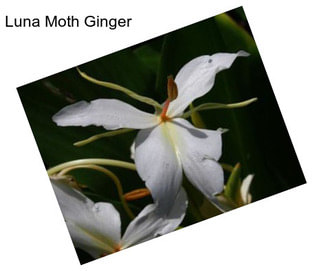 Luna Moth Ginger