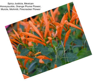 Spicy Justicia, Mexican Honeysuckle, Orange Plume Flower, Muicle, Mohintli, Firecracker Flower