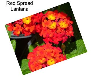 Red Spread Lantana