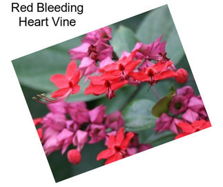 Red Bleeding Heart Vine