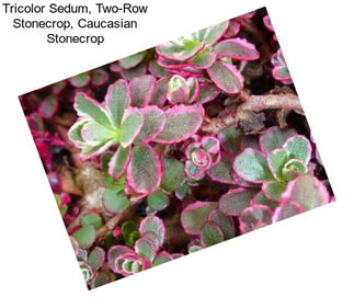 Tricolor Sedum, Two-Row Stonecrop, Caucasian Stonecrop