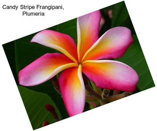 Candy Stripe Frangipani, Plumeria