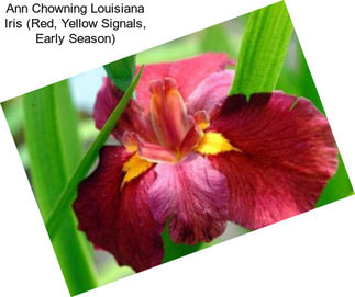 Ann Chowning Louisiana Iris (Red, Yellow Signals, Early Season)