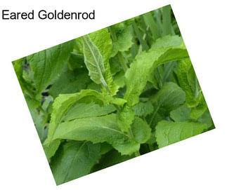 Eared Goldenrod