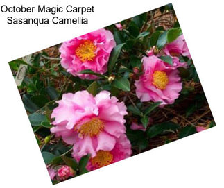 October Magic Carpet Sasanqua Camellia