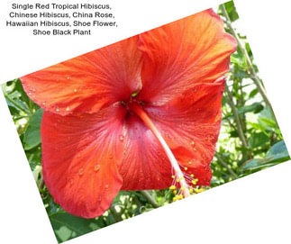 Single Red Tropical Hibiscus, Chinese Hibiscus, China Rose, Hawaiian Hibiscus, Shoe Flower, Shoe Black Plant