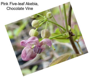Pink Five-leaf Akebia, Chocolate Vine