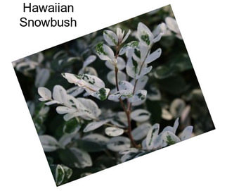 Hawaiian Snowbush