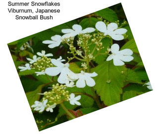 Summer Snowflakes Viburnum, Japanese Snowball Bush