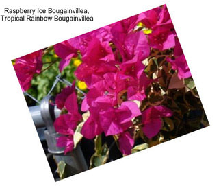 Raspberry Ice Bougainvillea, Tropical Rainbow Bougainvillea