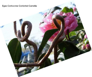 Egao Corkscrew Contorted Camellia