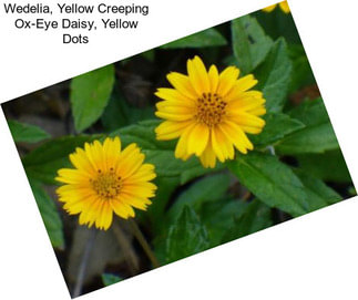 Wedelia, Yellow Creeping Ox-Eye Daisy, Yellow Dots