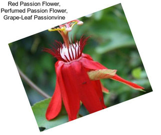 Red Passion Flower, Perfumed Passion Flower, Grape-Leaf Passionvine