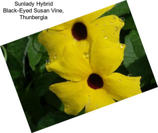 Sunlady Hybrid Black-Eyed Susan Vine, Thunbergia