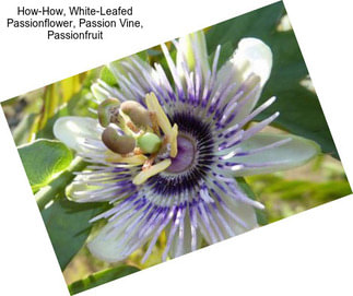 How-How, White-Leafed Passionflower, Passion Vine, Passionfruit