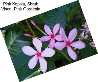 Pink Kopsia, Shrub Vinca, Pink Gardenia
