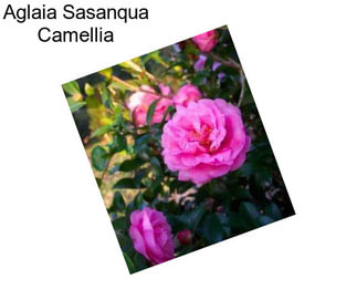 Aglaia Sasanqua Camellia
