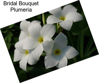 Bridal Bouquet Plumeria