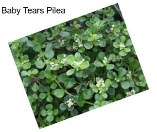 Baby Tears Pilea