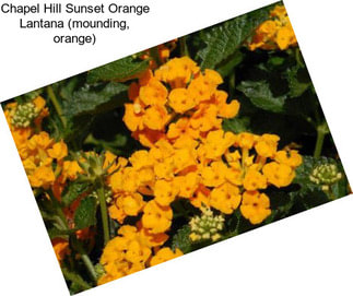 Chapel Hill Sunset Orange Lantana (mounding, orange)