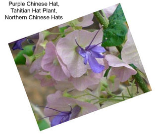Purple Chinese Hat, Tahitian Hat Plant, Northern Chinese Hats