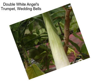 Double White Angel\'s Trumpet, Wedding Bells