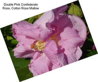 Double Pink Confederate Rose, Cotton Rose Mallow