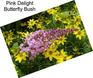 Pink Delight Butterfly Bush