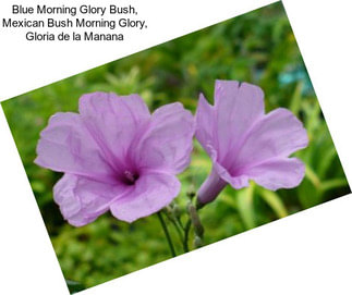 Blue Morning Glory Bush, Mexican Bush Morning Glory, Gloria de la Manana