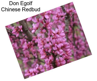 Don Egolf Chinese Redbud