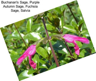 Buchanan\'s Sage, Purple Autumn Sage, Fuchsia Sage, Salvia