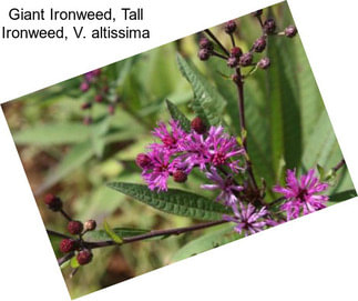 Giant Ironweed, Tall Ironweed, V. altissima