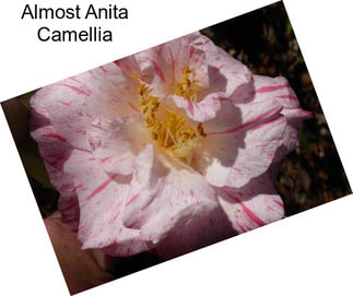 Almost Anita Camellia