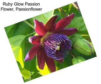 Ruby Glow Passion Flower, Passionflower