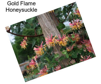 Gold Flame Honeysuckle