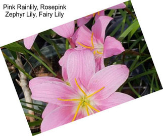 Pink Rainlily, Rosepink Zephyr Lily, Fairy Lily