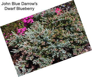John Blue Darrow\'s Dwarf Blueberry