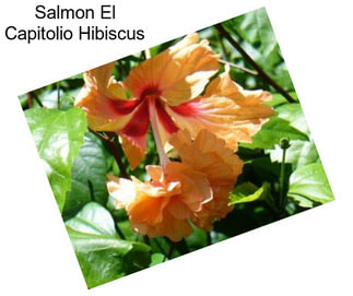 Salmon El Capitolio Hibiscus