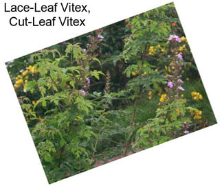 Lace-Leaf Vitex, Cut-Leaf Vitex