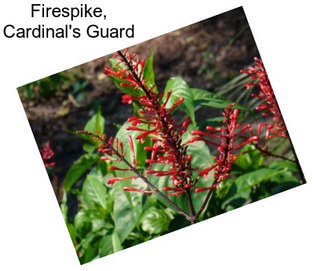 Firespike, Cardinal\'s Guard