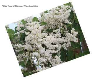 White Rose of Montana, White Coral Vine