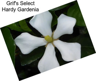 Grif\'s Select Hardy Gardenia