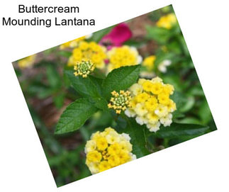 Buttercream Mounding Lantana